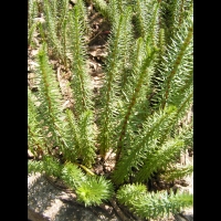 Hippuris vulgaris (fam Hippuridacees) (rg temperees) (1)